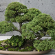 Shimpaku Juniper